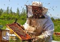 تولید ۴۰۰ تن عسل توسط عشایر اصفهان