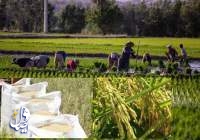 امسال ۲.۶ میلیون تن برنج سفید در کشور تولید شد