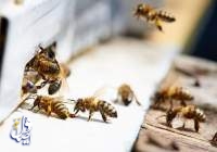 زهر زنبور عسل گران‌تر از بشکه‌های نفت