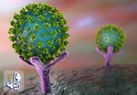 حجم کل ذرات ویروس کرونا در جهان محاسبه شد