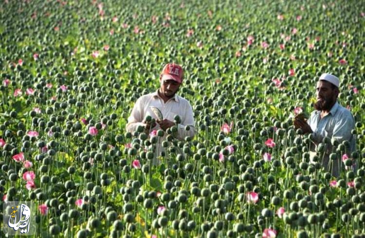 افغانستان پیشرو در تولید مواد مخدر خواهد شد