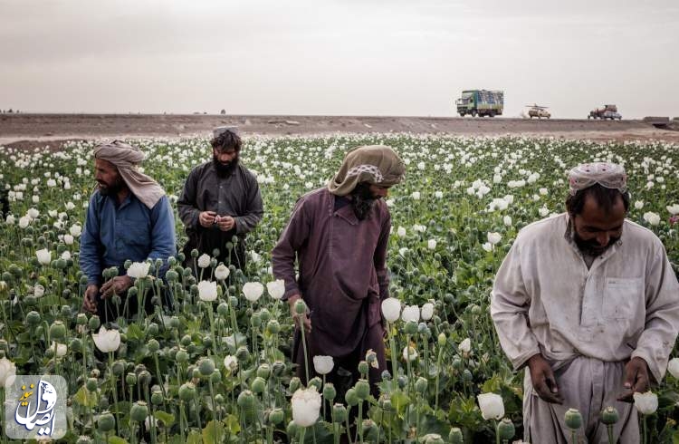 رشد کِشت تریاک در بحبوحه بحران اقتصادی در افغانستان
