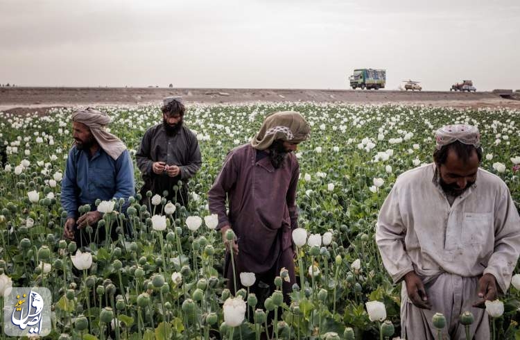 Opium production thrives amid crisis in Afghanistan