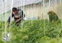 Xinjiang expands loans to boost high-quality development of agriculture