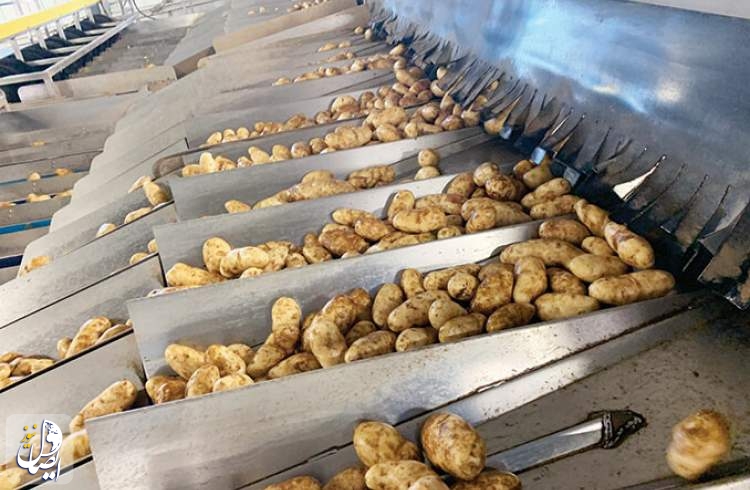 سهمیه صادرات سیب‌زمینی کشور در سال جاری کامل شد