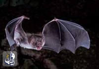 Lost genes may help explain how vampire bats survive on blood alone