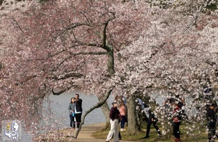 Thousands gather as cherry blossoms in Washington D.C. hit peak bloom