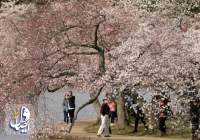Thousands gather as cherry blossoms in Washington D.C. hit peak bloom