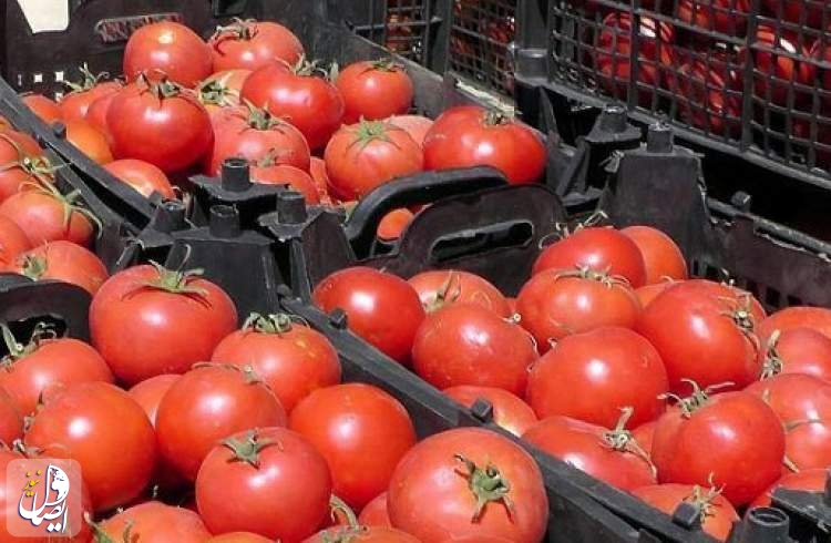رئیس اتحادیه بارفروشان از علت افزایش قیمت گوجه فرنگی می گوید