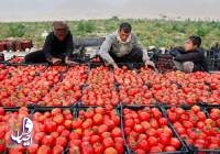 قیمت گوجه فرنگی در پی تفاهم کشاورزان و کامیون داران شکسته شد