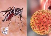 هشدار دانشمندان: ویروس زیکا تنها یک جهش با جرقه شیوع گسترده‌ فاصله دارد