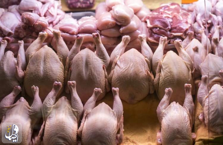 کاهش قیمت مرغ در مراکز عمده‌ فروشی پایتخت