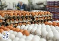 ریزش قیمت تخم مرغ در پی کاهش محسوس تقاضا در بازار