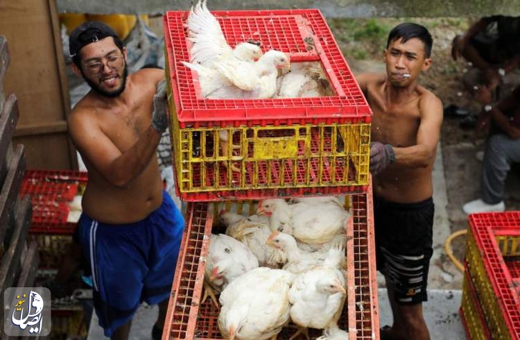 مالزی صادرات مرغ را ممنوع کرد، غذای محبوب سنگاپوری‌ها نایاب شد!