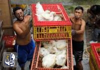 مالزی صادرات مرغ را ممنوع کرد، غذای محبوب سنگاپوری‌ها نایاب شد!