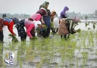 پیش‌بینی تولید حدود ۲ میلیون تن برنج سفید در سال جاری