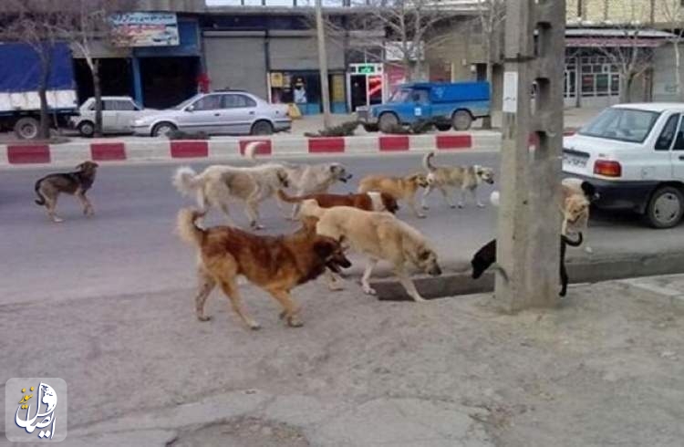 جمعیت سگ‌های‌ بی‌صاحب و باصاحب کشور باید کنترل شود