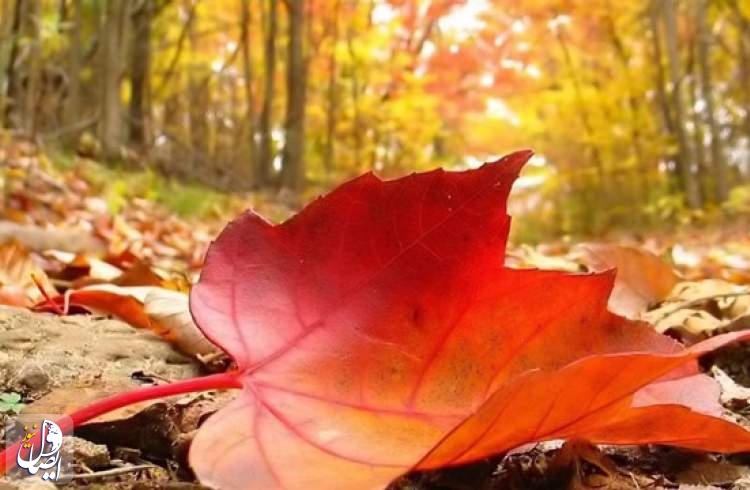 موهایش سپید بود، دستهایش چروکیده؛ حقّش امّا این نبود! 