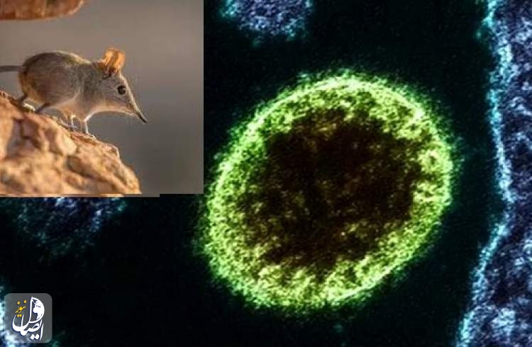 "لانگیا" ویروس جدید با منشأ حیوانی در چین