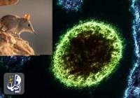 "لانگیا" ویروس جدید با منشأ حیوانی در چین