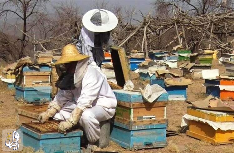 به منظور حمایت از توسعه زنبورداری، ۱۴۵ میلیارد ریال تسهیلات پرداخت شد