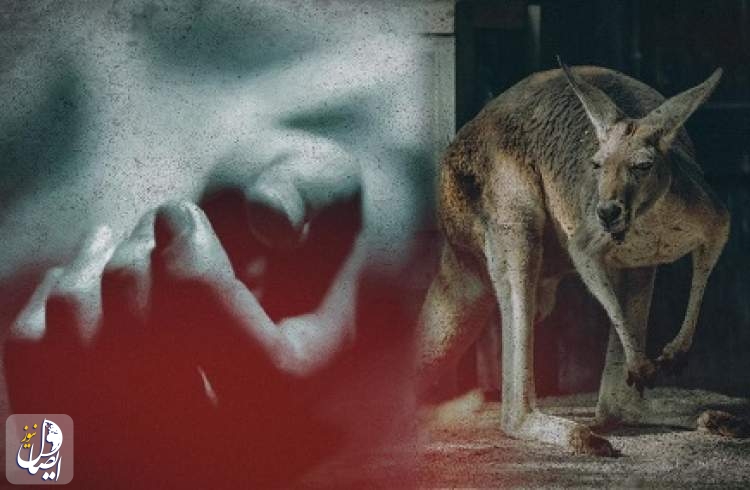 Kangaroo kills 77-year-old Australian man