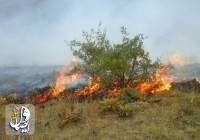 آتش سوزی‌های عمدی تالاب بیشه دالان با هدف تصرف اراضی منطقه