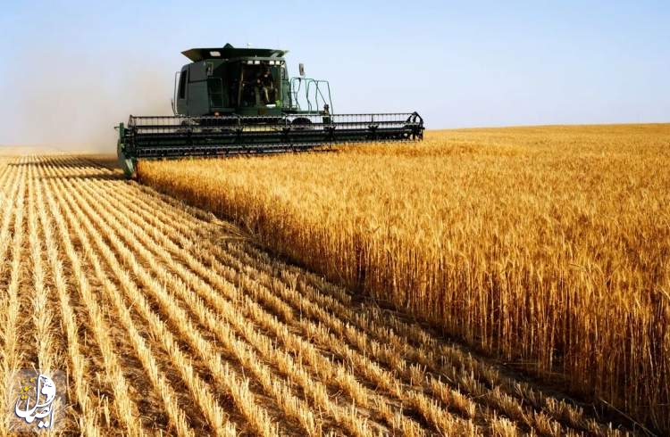کمک 30 هزار تنی گندم به افغانستان توسط اوکراین