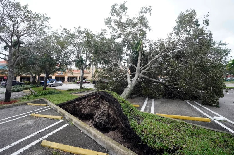 سقوط درختان به دلیل بادهای پرقدرت طوفان ایان