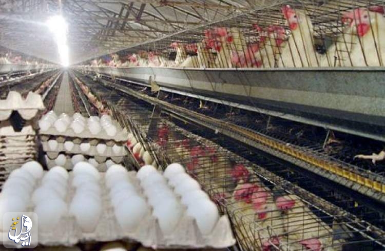 استان اصفهان رتبه اول تولید تخم مرغ را در کشور داراست