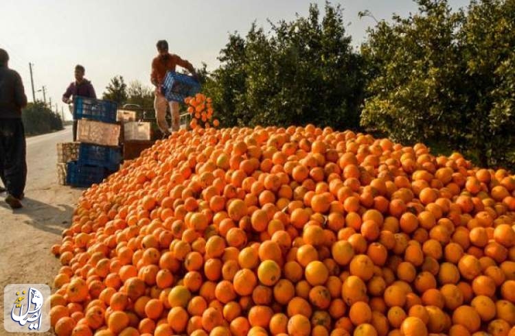 کاهش ۵۰ درصدی تعهد ارزی پرتقال، نارنگی و سیب درختی