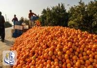 کاهش ۵۰ درصدی تعهد ارزی پرتقال، نارنگی و سیب درختی