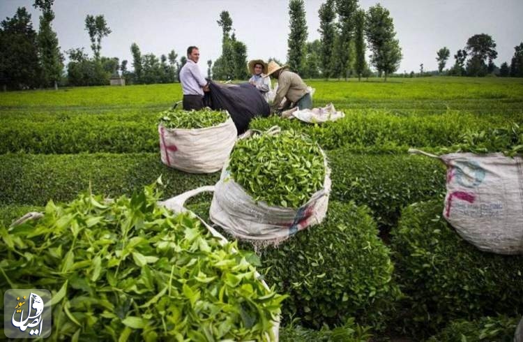 مهلت خرید تضمینی برگ سبز چای تا ۱۰ آبان تمدید شد