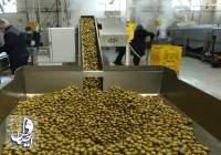 پیش‌بینی تولید بیش از ۱۷ هزار تن روغن زیتون در کشور
