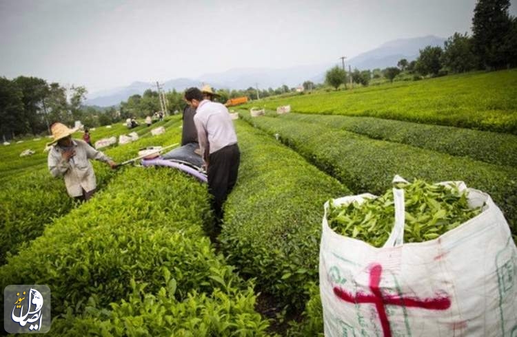 ۸۱۳ میلیارد تومان طلب چای‌ کاران پرداخت شد