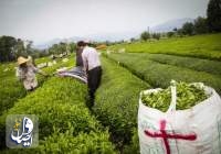 ۸۱۳ میلیارد تومان طلب چای‌ کاران پرداخت شد