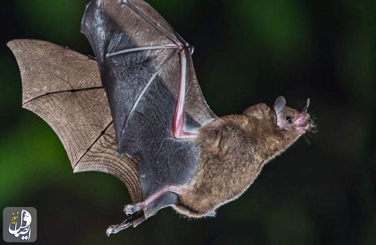 کشف پنج ویروس جدید در خفاش ها