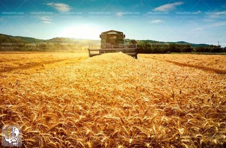 تولید قطعی ۱۱.۵ میلیون تن گندم در کشور/سطح زیر کشت گندم به ۶ میلیون هکتار خواهد رسید