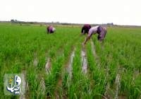 پیش‌بینی بیمه ۵ میلیون هکتار اراضی زراعی در سال زراعی جاری