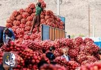 افزایش ۱۰۰ درصدی صادرات انار/ برآورد تولید ۱.۲ میلیون تُنی انار به رغم خشکسالی و سرمازدگی