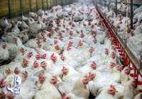 اختصاص تسهیلات ۱۰ درصدی به اتحادیه‌ها برای خرید مازاد مرغ کشور