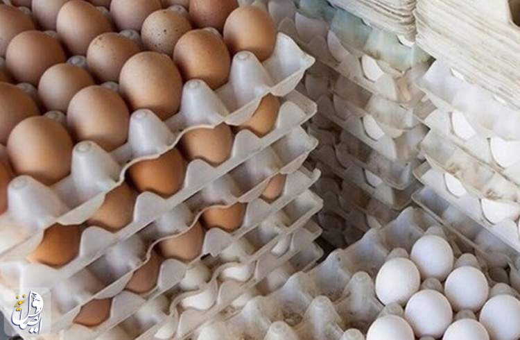 زنجیره کامل تخم‌مرغ به اتحادیه مرکزی مرغداران میهن واگذار شد