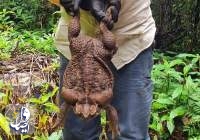 کشف قورباغه‌ای «غول پیکر» با وزن ۲.۷ کیلوگرم در استرالیا