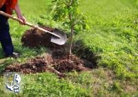 رکورد کاشت همزمان ۱۰۰ هزار درخت در دنیا شکسته شد