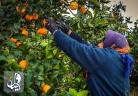 صادرات پرتقال مازندران به چین برای اولین بار