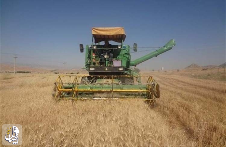 خرید تضمینی گندم در کشور آغاز می‌شود