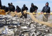 صید ماهیان استخوانی دریای خزر ۸۲ درصد افزایش یافت