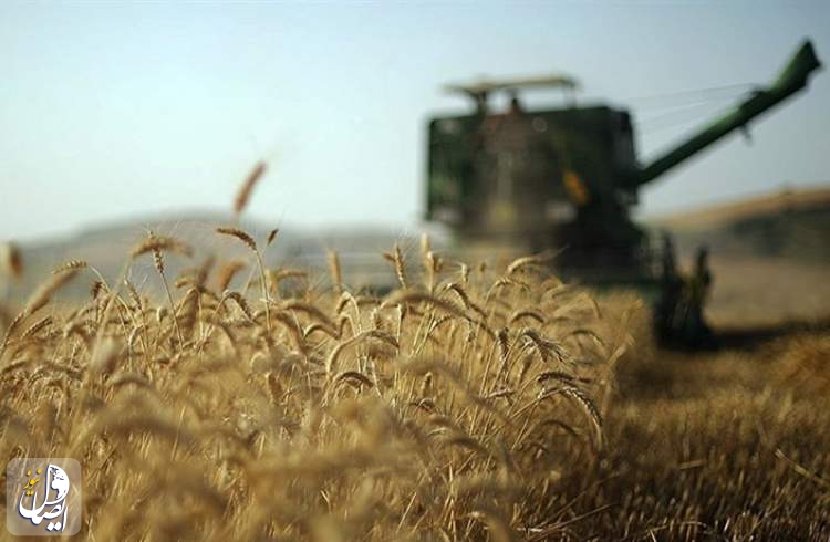پیش‌بینی خرید ۸ تا ۸/۵ میلیون تن گندم از کشاورزان