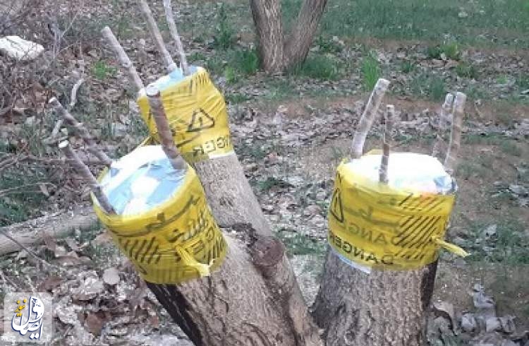 عملیات پیوند سرشاخه درختان گردو در باغات شهرستان نجف آباد انجام شد