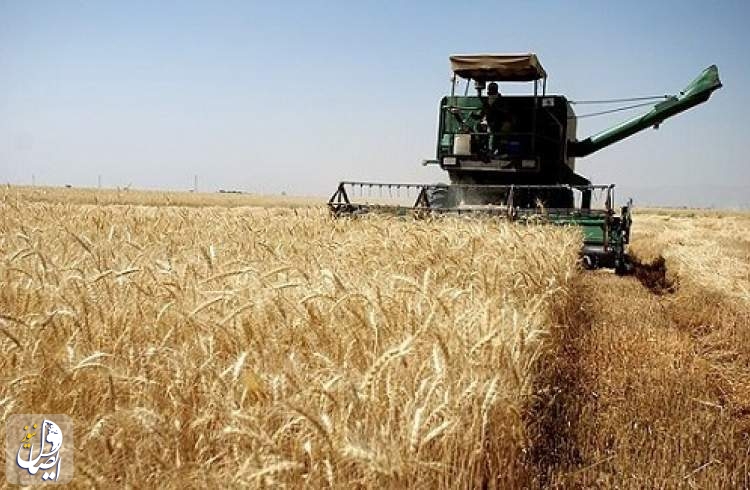 پیش‌بینی خرید ۱۳۰ هزار تُن گندم از کشاورزان استان اصفهان